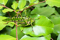 Spotted katydid (Ephippitytha trigintiduoguttata) resting on a leaf, Brisbane Queensland, Australia.