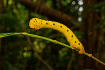 Four O&#39;clock moth (Dysphania numana) caterpillar slowly moving along a branch, Daintree River, Wet Tropics World Heritage area, Queensland, Australia.