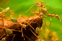 Green tree ants (Oecophylla smaragdina) defending their leaf nest, Daintree River, Wet Tropics World Heritage area, Queensland, Australia.