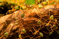 Green tree ants (Oecophylla smaragdina) defending their leaf nest, Daintree River, Wet Tropics World Heritage area, Queensland, Australia.