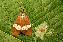 Magpie moth (Nyctemera secundiana) resting on a leaf, Cairns, Wet Tropics World Heritage area, Queensland, Australia.