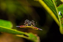 Jewel spider / Spiny spider (Austracantha minax) hanging upside down on silk thread, Wet Tropics World Heritage area, Queensland, Australia.