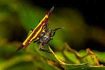 Jewel spider / Spiny spider (Austracantha minax) on leaf, Wet Tropics World Heritage area, Queensland, Australia.