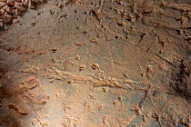 Dinosaur tracks, Skartopus and Wintonopus, preserved in ancient lake sediment, alongside numerous small prints from a &#39;fowl sized&#39; dinosaurs and drag marks from flood debris, Lark Quarry, Quee...