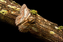 Geometrinae moth (Hypodoxa sp.) camouflaged against tree branch, Toowoomba, Queensland, Australia.
