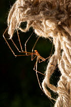 Daddy long-legs spider (Pholcus phalangioides) resting on a mop head, Toowoomba, Queensland, Australia.