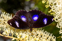 Male Varied eggfly butterfly (Hypolimnas bolina) feeding on Ivory curl (Buckinghamia celsissima) tree blossom, Toowoomba, Queensland, Australia.