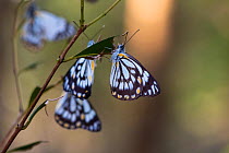Several Caper white butterfly (Belenois java) resting on a shrub, Toowoomba, Queensland, Australia.