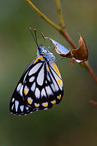 Caper white butterfly (Belenois java) resting on a leaf, Toowoomba, Queensland, Australia.