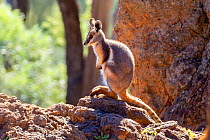 Yellow-footed rock wallaby (Petrogale xanthopus) sitting on rocks in late afternoon sun, Idalia National Park Queensland, Australia.