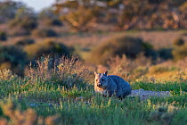 Southern hairy-nosed wombat (Lasiorhinus latifrons) at entrance to burrow complex in late afternoon, Blanchetown, South Australia.