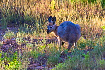 Wallaroo / Euro (Macropus robustus) feeding in grassy gully, Flinders Ranges, South Australia.