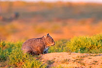 Southern hairy-nosed wombat (Lasiorhinus latifrons) at entrance to burrow complex in late afternoon, Blanchetown, South Australia.