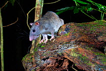 Giant white-tailed rat (Uromys caudimaculatus) foraging around low tree branches in rainforest at night, Mungalli, Queensland, Australia.