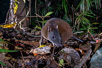 Musky rat kangaroo (Hypsiprymnodon moschatus) on rainforest floor at night, Wet Tropics World Heritage area, Innisfail, Queensland, Australia.