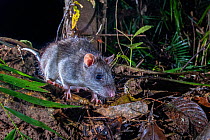 Giant white-tailed rat (Uromys caudimaculatus) foraging around low tree branches in rainforest, Mungalli, Queensland, Australia.