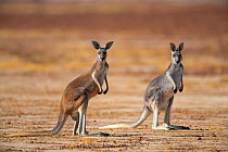 Red kangaroo (Macropus rufus) on open plain.  showing brown and grey forms, Diamantina River, Queensland, Australia.