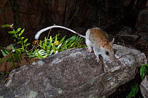 Golden-backed tree rat (Mesembriomys macrurus)  scampering over rocks at night, Prince Regent River, Western Australia.
