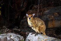 Monjon (Petrogale burbidgei) sitting on rock at night, Prince Regent River, Western Australia.