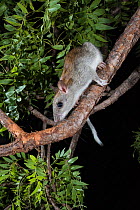 Golden-backed tree rat (Mesembriomys macrurus) walking along tree branch at night, Prince Regent River, Western Australia.