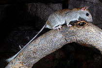 Golden-backed tree rat (Mesembriomys macrurus) walking along tree branch at night, Prince Regent River, Western Australia.
