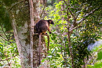 Lumholtz&#39;s tree kangaroo (Dendrolagus lumholtzi) sitting in a rainforest tree, Atherton Tablelands, Wet Tropics World Heritage area, Queensland, Australia.