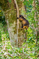 Lumholtz&#39;s tree kangaroo (Dendrolagus lumholtzi) climbing up a rainforest tree, Atherton Tablelands, Wet Tropics World Heritage area, Queensland, Australia.