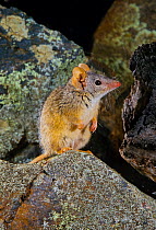 Yellow-footed antechinus (Antechinus flavipes) sitting on a rock at night, Toowoomba, Queensland, Australia.