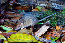 Atherton antechinis (Antechinus godmani) on forest floor at night, a relatively large, primative species of Antechinus found only in high altitude rainforest in north Queensland, Atherton Tablelands,...