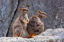 Pair of Mareeba rock wallaby (Petrogale mareeba) sitting on granite boulders, male, left and female, right, Atherton Tablelands, Queensland, Australia.
