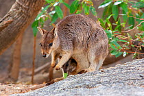 Female Mareeba rock wallaby (Petrogale mareeba) with joey in pouch, standing on granite boulders, Atherton Tablelands, Queensland, Australia.