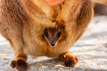 Mareeba rock wallaby (Petrogale mareeba) joey peeping out of mother&#39;s pouch, Atherton Tablelands, Queensland, Australia.