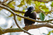 Black noddy (Anous minutus) perching in tree, Norfolk Island, Australia.