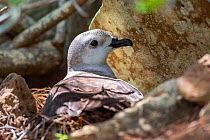 Kermadec petrel (Pterodroma neglecta) sitting on nest in rocky crevice, Norfolk Island, Australia.
