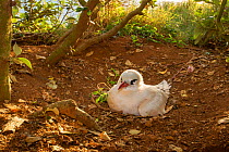 Red-tailed tropicbird (Phaethon rubricauda) sitting on eggs in nest, Norfolk Island, Australia.