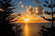 Sunset through Norfolk Island Pines, Norfolk Island,   Australia. December, 2017.