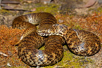 Di Vi&#39;s banded snake (Denisonia devisi) resting on ground, Dalby, Queensland, Australia.