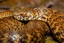 Di Vi&#39;s banded snake (Denisonia devisi), portrait, Dalby, Queensland, Australia.