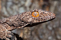 Eastern spiny-tailed gecko (Strophurus williamsi), portrait, Dalby, Queensland, Australia.