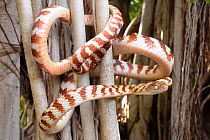 Brown tree snake (Boiga irregularis) coiled around tree branches, Katherine, Northern Territory, Australia.