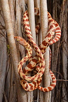 Brown tree snake (Boiga irregularis) coiled around tree branches, Katherine, Northern Territory, Australia.