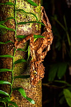 Northern leaf-tailed gecko (Saltuarius cornutus) hunting at night, Innisfail, Queensland,  Australia.
