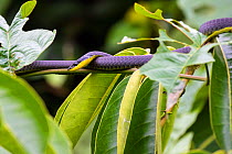 Green tree snake (Dendrelaphis punctulatus) sunning itself on tree branch, Daintree River, Wet Tropics World Heritage area, Queensland, Australia.
