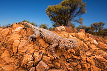 Ring-tailed dragon (Ctenophorus caudicinctus) on dry, rocky ground in spinifex grassland, Lark Quarry,  Queensland, Australia.