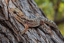 Variable dtella (Gehyra versicolor) scurrying up a tree trunk, Thomson River, Jundah. Queensland, Australia.