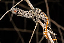 Golden-tailed gecko (Strophurus taenicauda) hunting in a tree at night, Miles, Queensland, Australia.