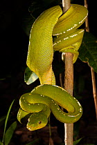 Green python (Morelia viridis) coiled around a branch in rainforest at night, Iron Range, Queensland, Australia.