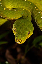 Green python (Morelia viridis) portrait, Iron Range, Queensland, Australia.