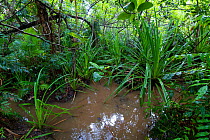 Pandanus (Pandanus sp.), climbing ferns and Paperbarks (Melaleuca sp.) in tropical lowland swamp, Cairns, Wet Tropics World Heritage area, Queensland, Australia. .