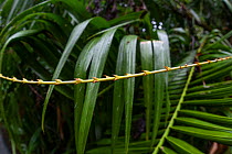 Tropical climbing palm (Calamus muelleri) with razor sharp spines on its tendrils, used for climbing, Wet Tropics World Heritage area, Queensland, Australia.